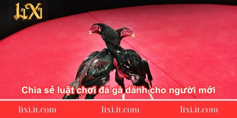 chia se luat choi da ga danh cho nguoi moi 1 chia-se-luat-choi-da-ga-danh-cho-nguoi-moi