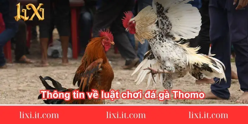thong-tin-ve-luat-choi-da-ga-thomo-chi-tiet