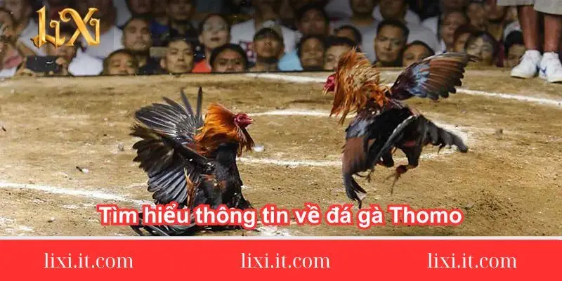 tim hieu thong tin ve da ga thomo 1 tim-hieu-thong-tin-ve-da-ga-thomo