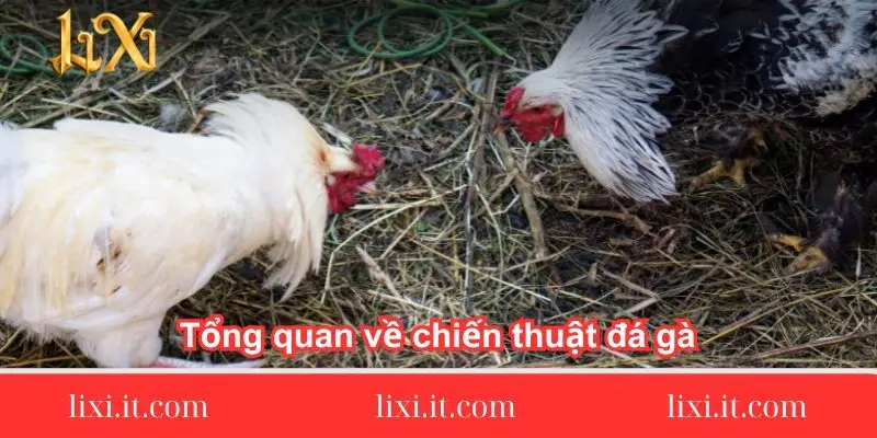 tong-quan-ve-chien-thuat-da-ga